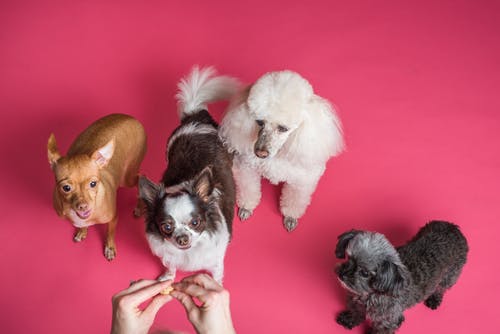 Why are Dog Daycare Franchises so Popular?