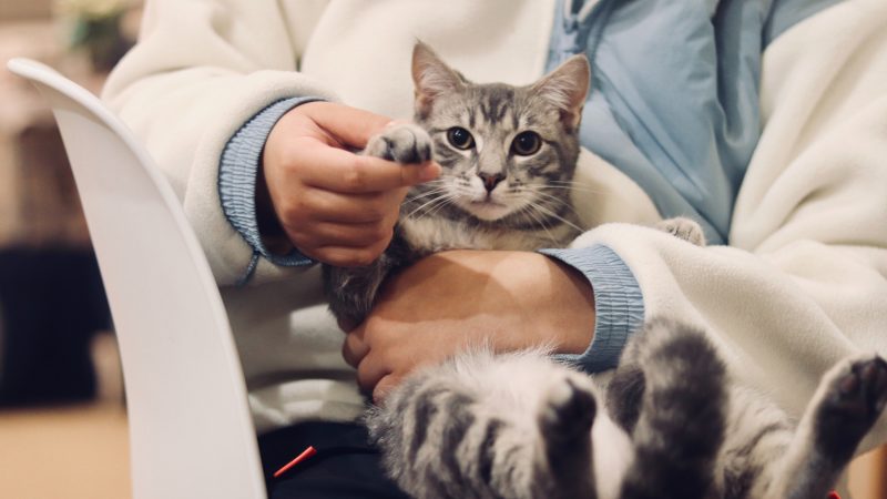 What Should You Expect During Your Pet’s Surgery?