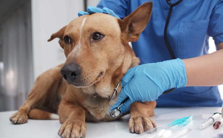 How Can I Prepare My Pet for Emergency Surgery?