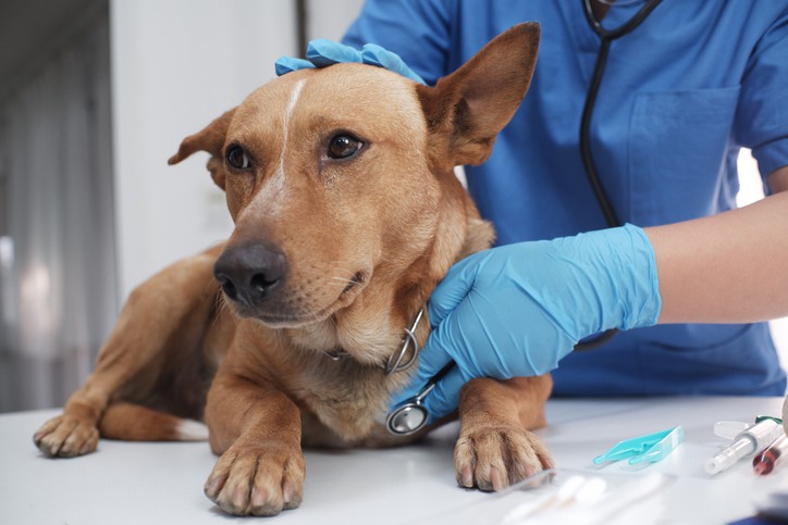 How Can I Prepare My Pet for Emergency Surgery?