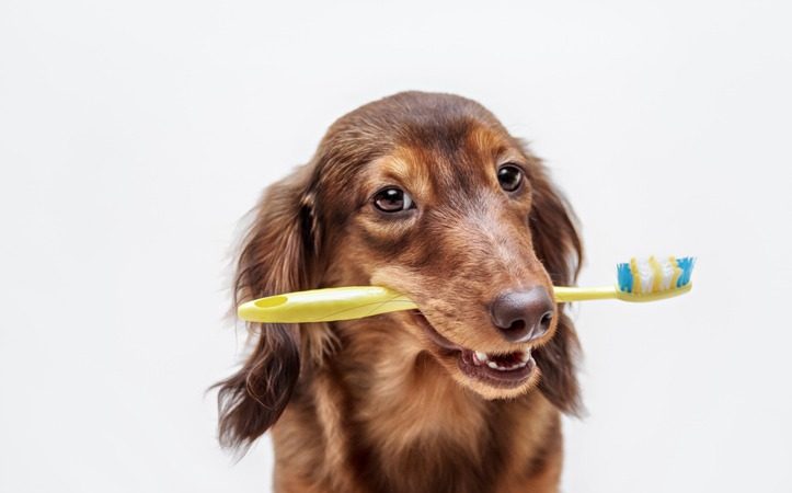 Signs Your Pet Needs Dental Surgery: Don’t Ignore These Red Flags