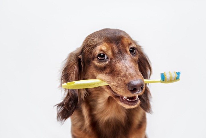 Signs Your Pet Needs Dental Surgery: Don’t Ignore These Red Flags