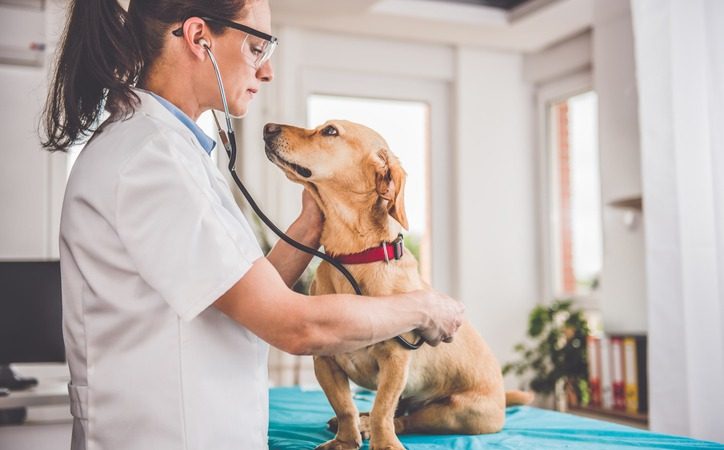 The Lifesaving Benefits of Regular Veterinary Check-Ups for Pets