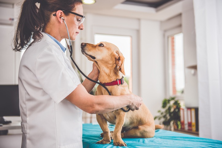 The Lifesaving Benefits of Regular Veterinary Check-Ups for Pets