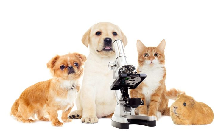 The Role of Vet Labs in Pet Health: Understanding Diagnostics