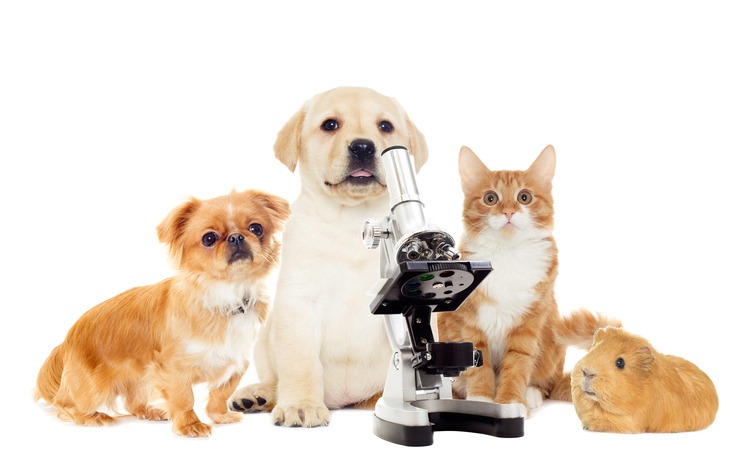 The Role of Vet Labs in Pet Health: Understanding Diagnostics